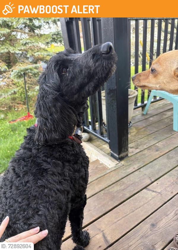 Found/Stray Male Dog last seen Cobequid road, Lower Sackville, NS B4C 3J5