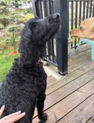 Found/Stray Male Dog last seen Cobequid road, Lower Sackville, NS B4C 3J5
