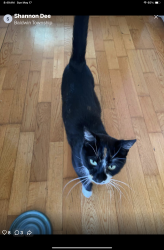 Found/Stray Female Cat last seen County rd 19 Baldwin , Princeton, MN 55371