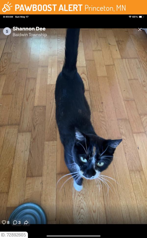 Found/Stray Female Cat last seen County rd 19 Baldwin , Princeton, MN 55371