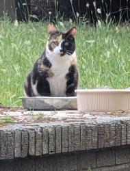 Found/Stray Unknown Cat last seen Duncan and Hunts Bridge Rds, Greenville, SC 29617