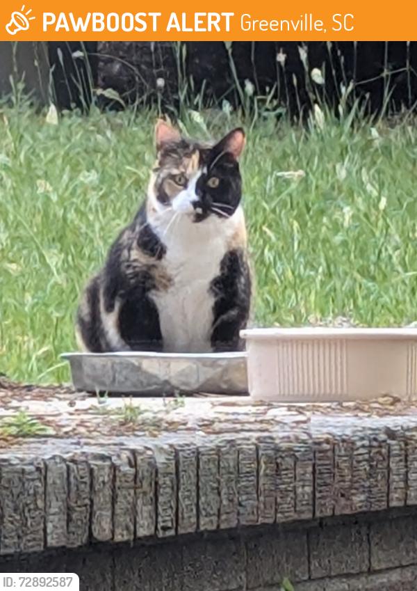 Found/Stray Unknown Cat last seen Duncan and Hunts Bridge Rds, Greenville, SC 29617