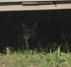 Found/Stray Unknown Cat last seen Tampa Rd and Winding Willow Dr. , Palm Harbor, FL 34683