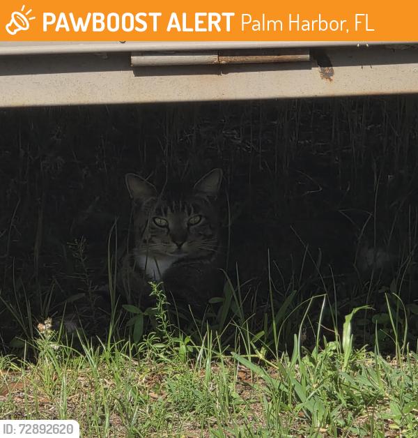 Found/Stray Unknown Cat last seen Tampa Rd and Winding Willow Dr. , Palm Harbor, FL 34683