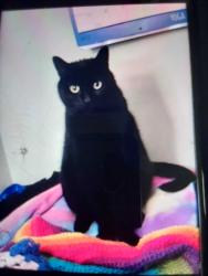Reunited Male Cat last seen Gibraltar road, Lorane, PA 19606