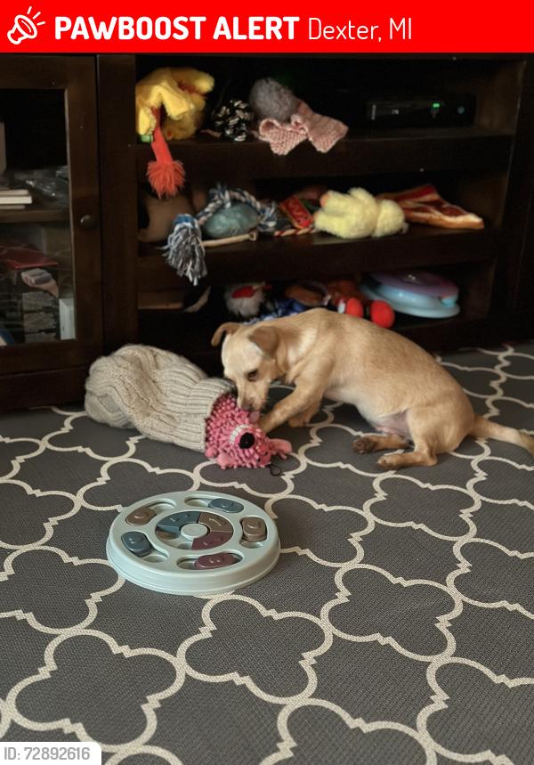 Lost Male Dog last seen wooded area around 9283 twin oaks dr., Dexter, MI 48130