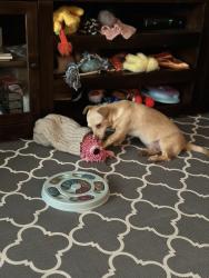 Lost Male Dog last seen wooded area around 9283 twin oaks dr., Dexter, MI 48130
