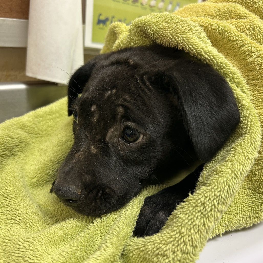 Shelter Stray Female Dog last seen , Memphis, TN 38133