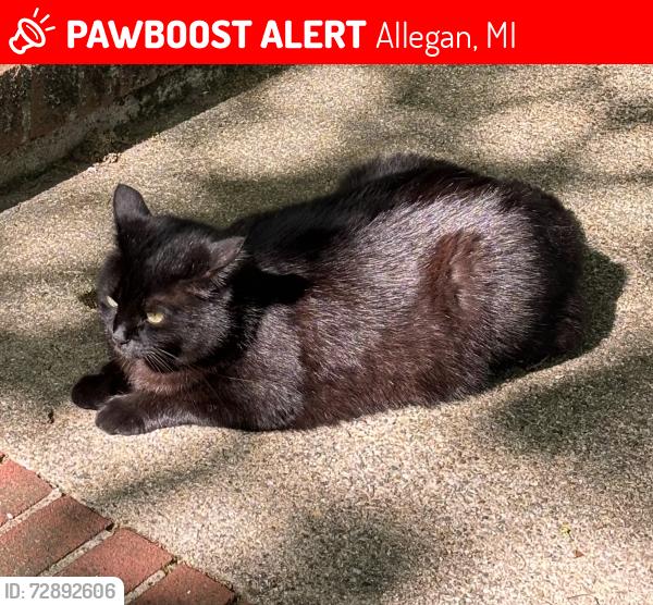 Lost Male Cat last seen Bond/Herkimer in City of Allegan, Allegan, MI 49010