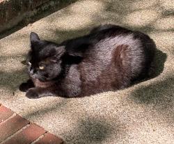 Lost Male Cat last seen Bond/Herkimer in City of Allegan , Allegan, MI 49010