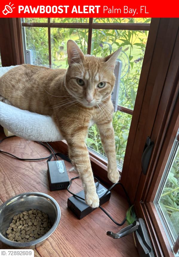 Lost Male Cat last seen Near Malabar Rd SE Palm Bay, FL  32907 United States, Palm Bay, FL 32907