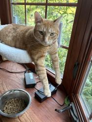 Lost Male Cat last seen Near Malabar Rd SE Palm Bay, FL  32907 United States, Palm Bay, FL 32907