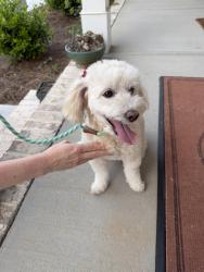 Found/Stray Female Dog last seen Holly Drive and Cottonwood Drive (Woodland Hills), Loganville, GA 30052