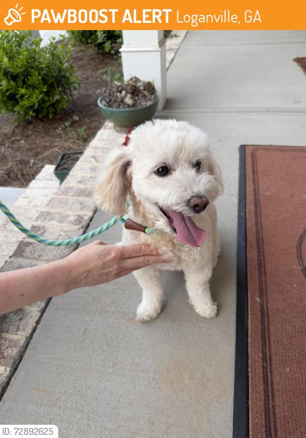 Found/Stray Female Dog last seen Holly Drive and Cottonwood Drive (Woodland Hills), Loganville, GA 30052