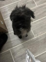 Found/Stray Male Dog last seen Fair Ave , San Antonio, TX 78223