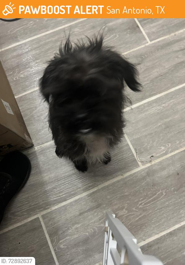 Found/Stray Male Dog last seen Fair Ave , San Antonio, TX 78223