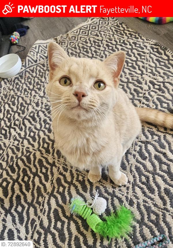 Lost Male Cat last seen Bienville drive , Fayetteville, NC 28311