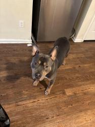 Lost Male Dog last seen Near roach rd Haughton , Haughton, LA 71037