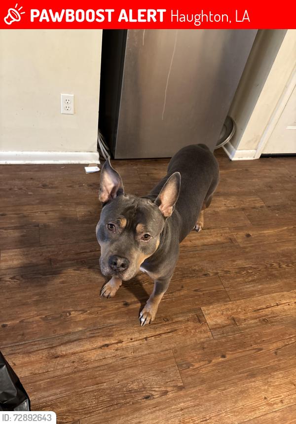 Lost Male Dog last seen Near roach rd Haughton , Haughton, LA 71037