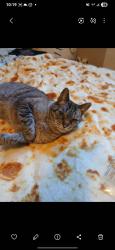 Lost Male Cat last seen Seasons Park, Meridian, ID 83646
