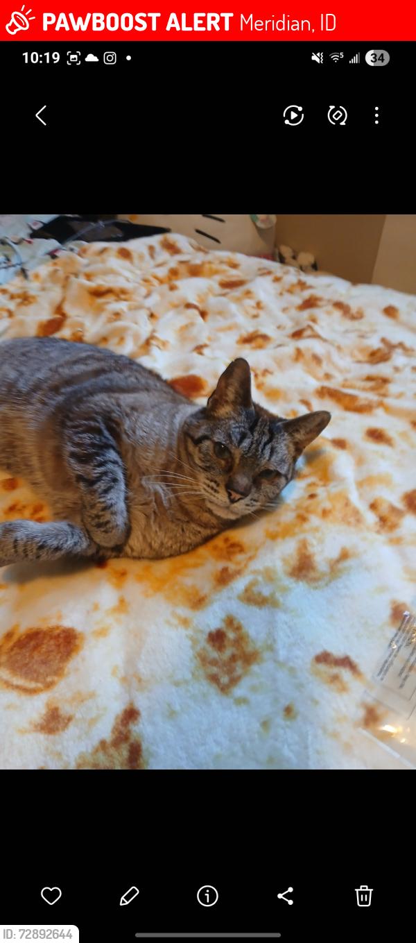 Lost Male Cat last seen Seasons Park, Meridian, ID 83646