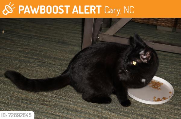 Found/Stray Unknown Cat last seen Kildaire farm / Queensferry, Cary, NC 27511