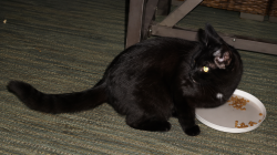 Found/Stray Unknown Cat last seen Kildaire farm / Queensferry, Cary, NC 27511
