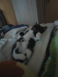 Found/Stray Female Cat last seen Somewhere in the west side of Cleveland , Cleveland, OH 44114