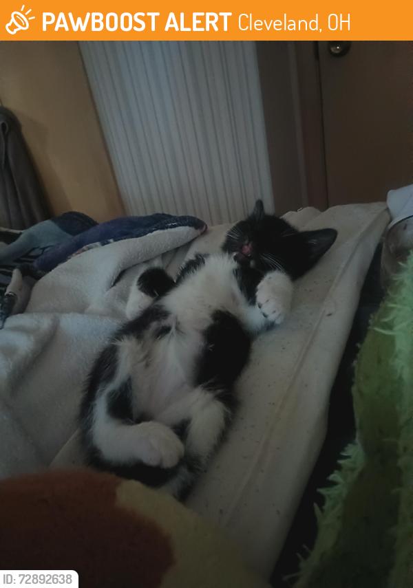Found/Stray Female Cat last seen Somewhere in the west side of Cleveland , Cleveland, OH 44114
