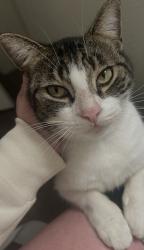 Lost Male Cat last seen Longstreet, Willis, TX 77378