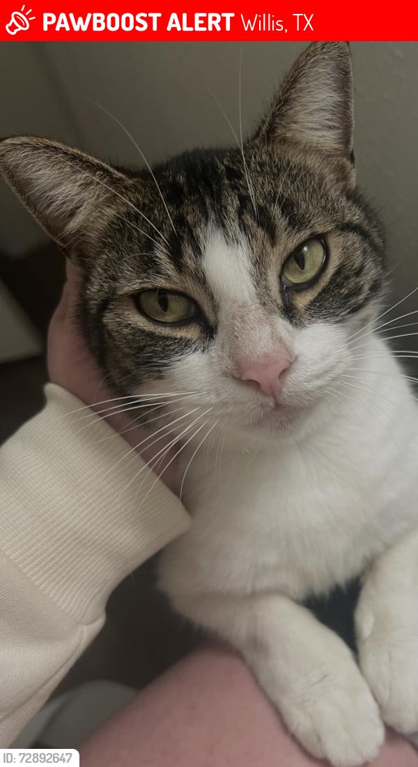 Lost Male Cat last seen Longstreet, Willis, TX 77378