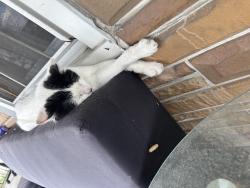 Lost Male Cat last seen Lagrange & chestnut, Toledo, OH 43608