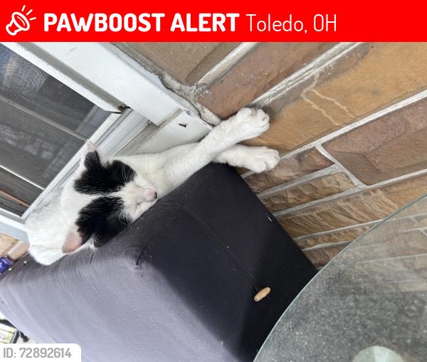Lost Male Cat last seen Lagrange & chestnut, Toledo, OH 43608