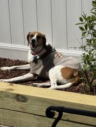 Lost Female Dog last seen East shore Dr , North Patchogue, NY 11772