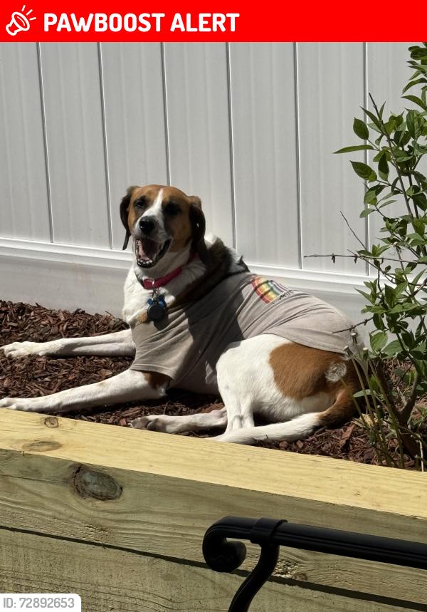 Lost Female Dog last seen East shore Dr , North Patchogue, NY 11772
