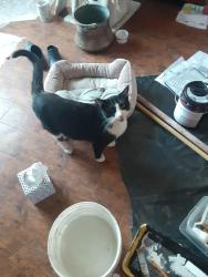 Lost Male Cat last seen Aspen Golf Course, Flagstaff, AZ 86004