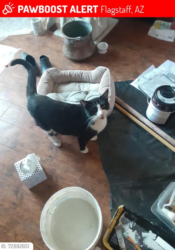 Lost Male Cat last seen Aspen Golf Course, Flagstaff, AZ 86004