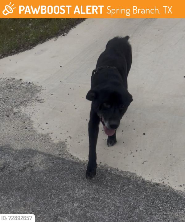 Found/Stray Male Dog last seen Rebecca creek rd , Spring Branch, TX 78070
