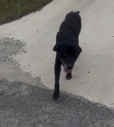 Found/Stray Male Dog last seen Rebecca creek rd , Spring Branch, TX 78070