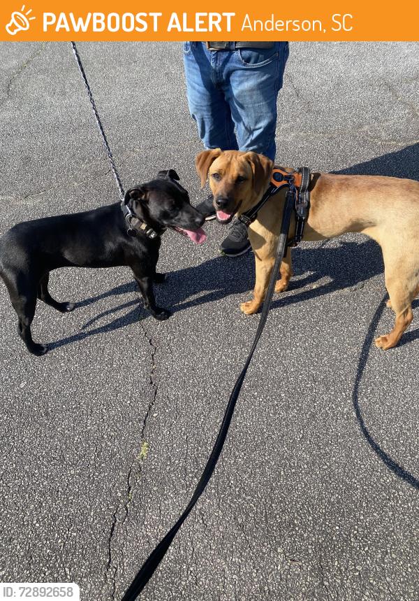 Found/Stray Unknown Dog last seen Old Williamston Rd, Anderson, SC 29621