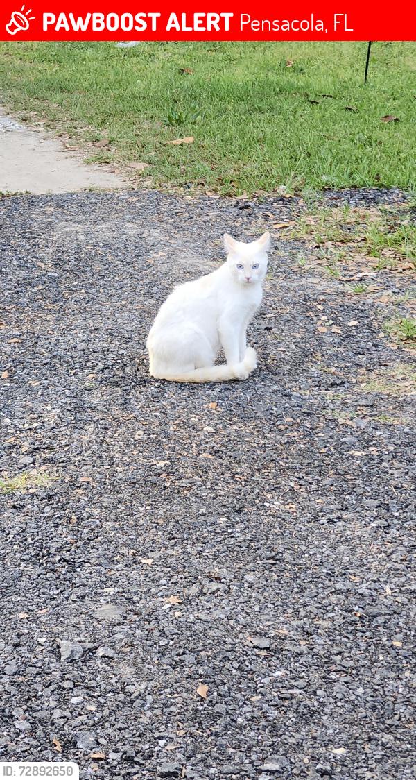 Lost Male Cat last seen Myrtle grove elementary , Pensacola, FL 32506