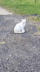 Lost Male Cat last seen Myrtle grove elementary , Pensacola, FL 32506
