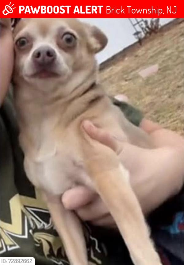 Lost Female Dog last seen wawa, Brick Township, NJ 08724