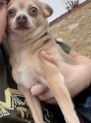 Lost Female Dog last seen wawa, Brick Township, NJ 08724