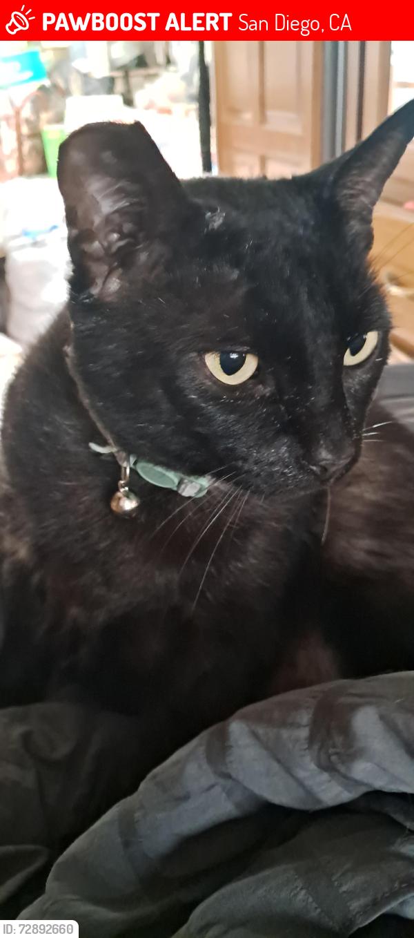 Lost Male Cat last seen 40th and dwight st, San Diego, CA 92105