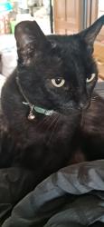 Lost Male Cat last seen 40th and dwight st, San Diego, CA 92105