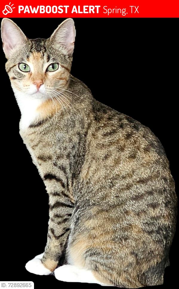 Lost Female Cat last seen Spring TX 77379, Spring, TX 77379