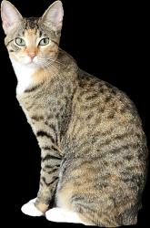 Lost Female Cat last seen Spring TX 77379, Spring, TX 77379