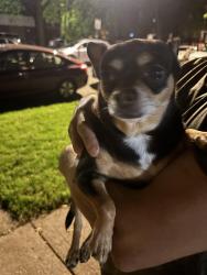 Found/Stray Female Dog last seen Near n Lawndale , Chicago, IL 60625