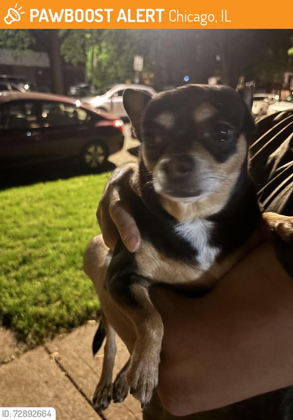 Found/Stray Female Dog last seen Near n Lawndale , Chicago, IL 60625